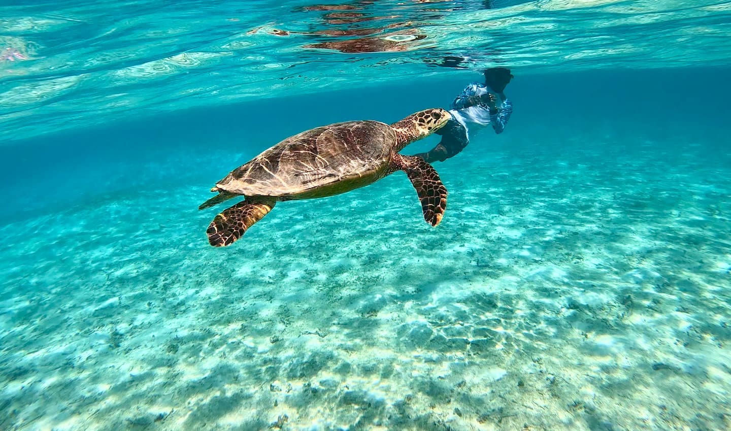 A green turtle gliding over the Thoddoo reef