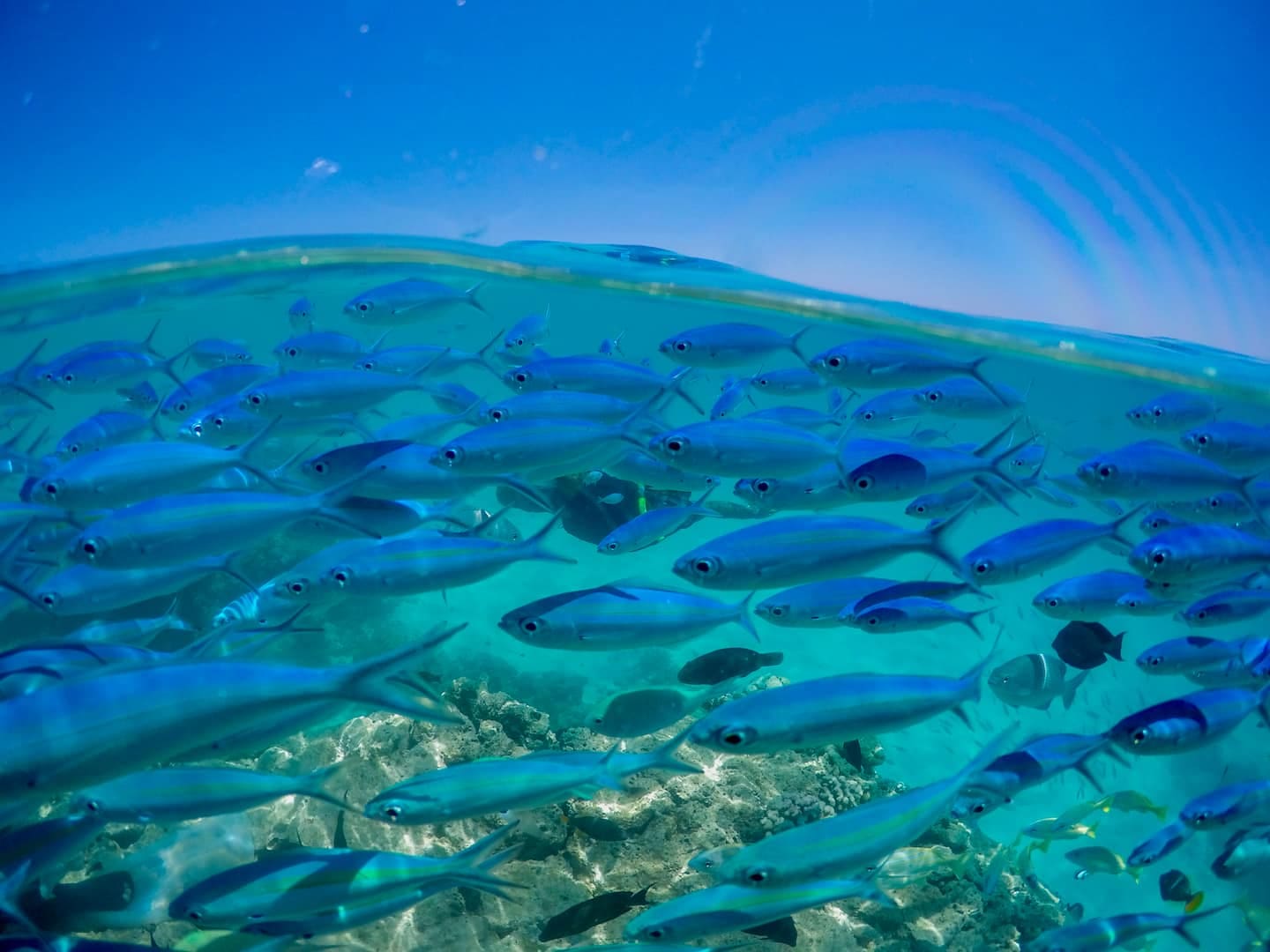 Reef fish in the turquoise lagoon off Thoddoo